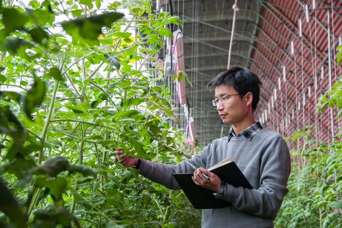 Dutch Firms Pivot from Greenhouse Hardware to AI-Driven Farming Software in China